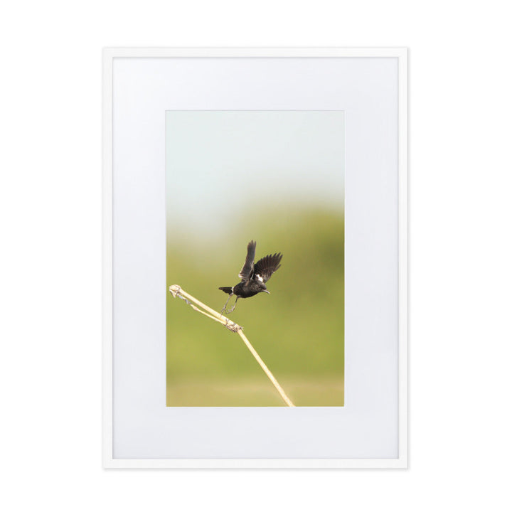 Poster mit Passepartout - Elsterschmätzer Weiß / 50×70 cm artlia