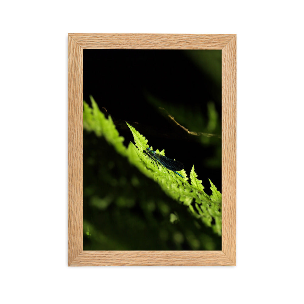 Poster mit Rahmen - Grüne Libelle Oak / 21×30 cm artlia