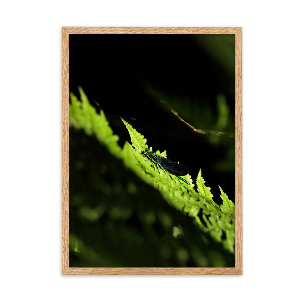 Poster mit Rahmen - Grüne Libelle Oak / 50×70 cm artlia