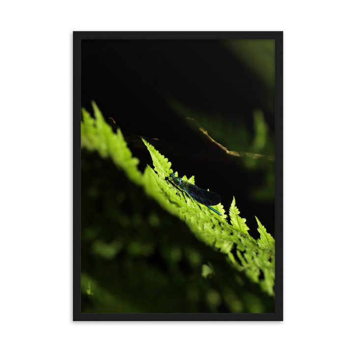 Poster mit Rahmen - Grüne Libelle Schwarz / 50×70 cm artlia