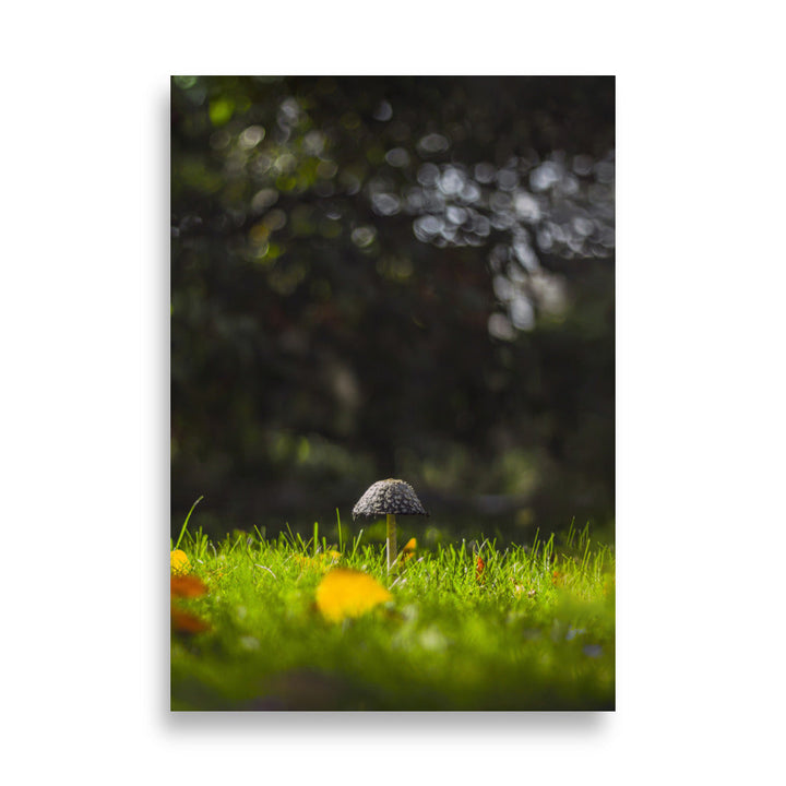 Poster - Pilz 21×30 cm artlia