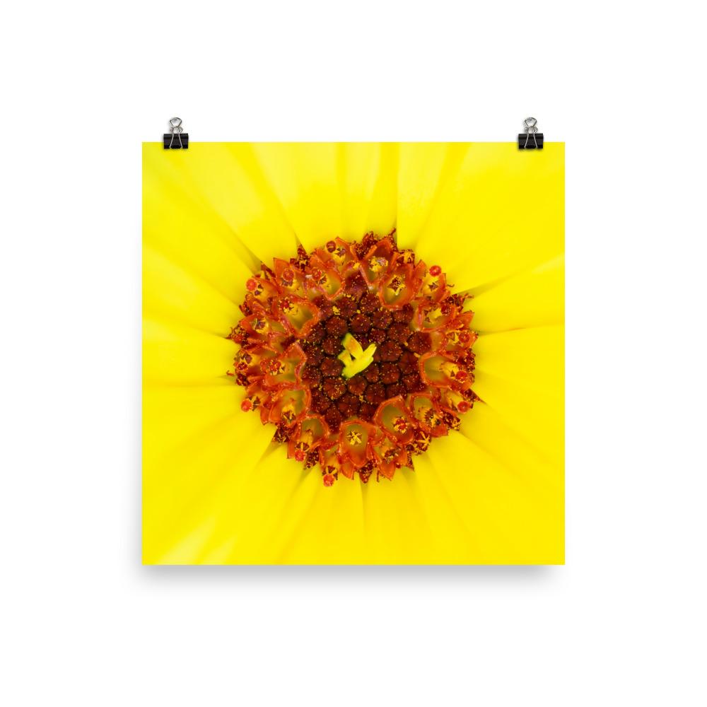 Ringelblume - Poster 25x25 cm artlia