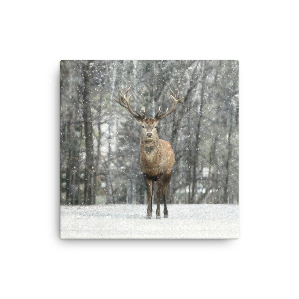 Rotwild im Schnee - Leinwand 41x41 cm artlia