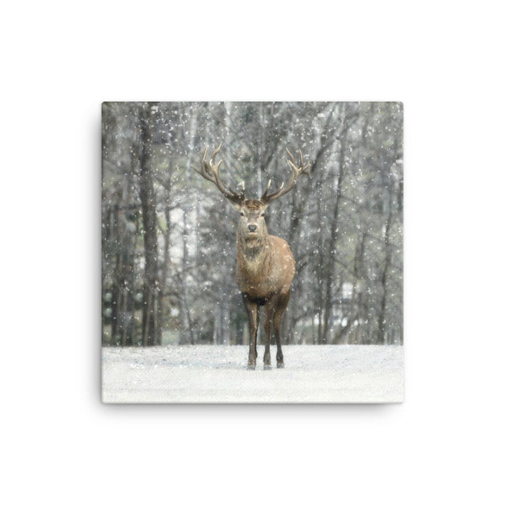 Rotwild im Schnee - Leinwand 41x41 cm artlia