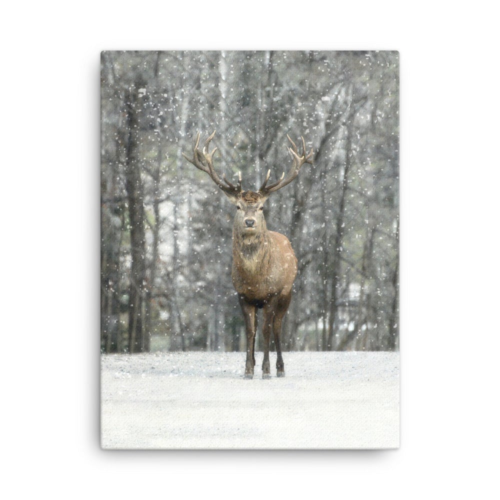 Rotwild im Schnee - Leinwand 30x41 cm artlia