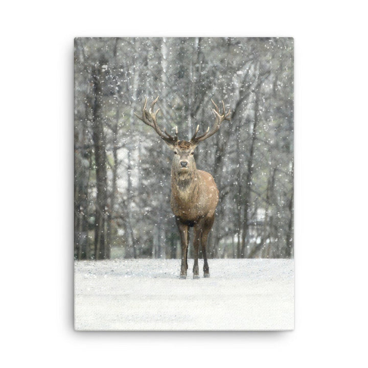 Rotwild im Schnee - Leinwand 30x41 cm artlia