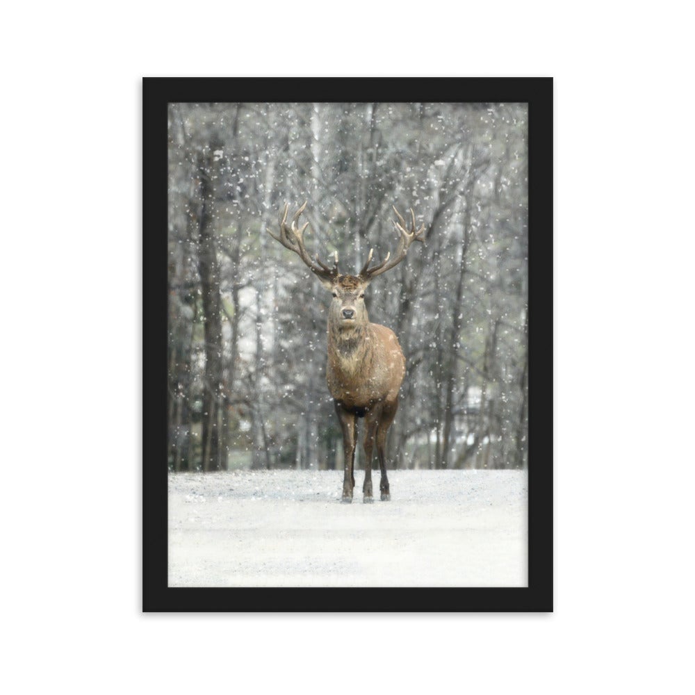 Rotwild im Schnee - Poster im Rahmen Schwarz / 30×40 cm artlia