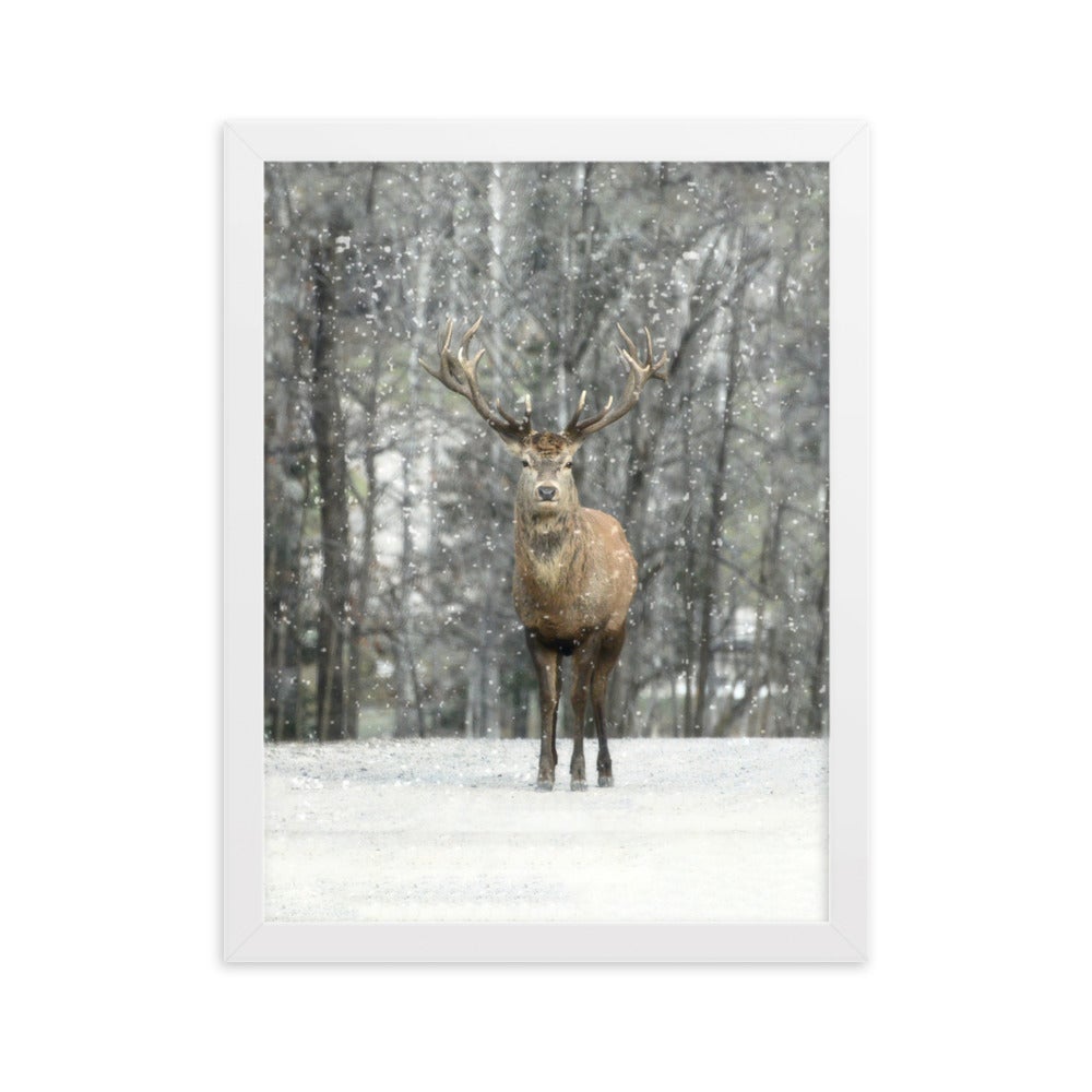 Rotwild im Schnee - Poster im Rahmen Weiß / 30×40 cm artlia