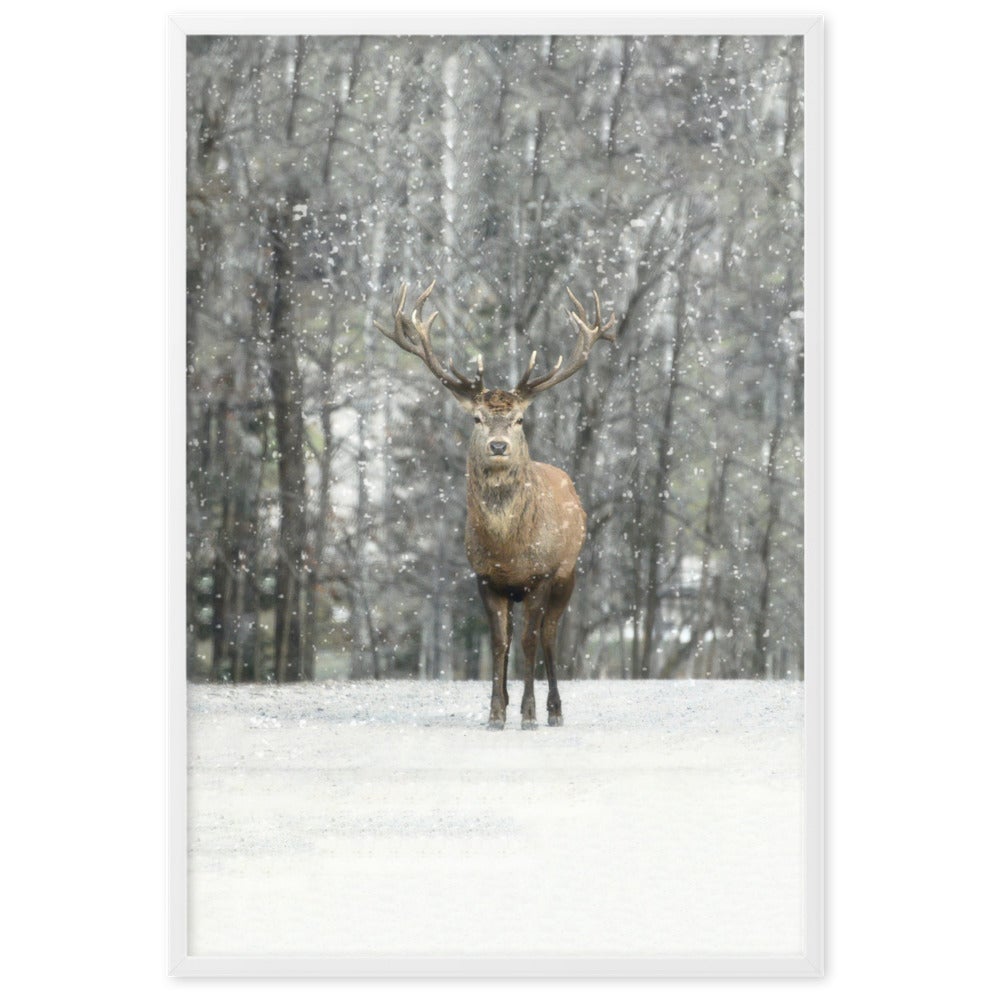 Rotwild im Schnee - Poster im Rahmen Weiß / 61×91 cm artlia