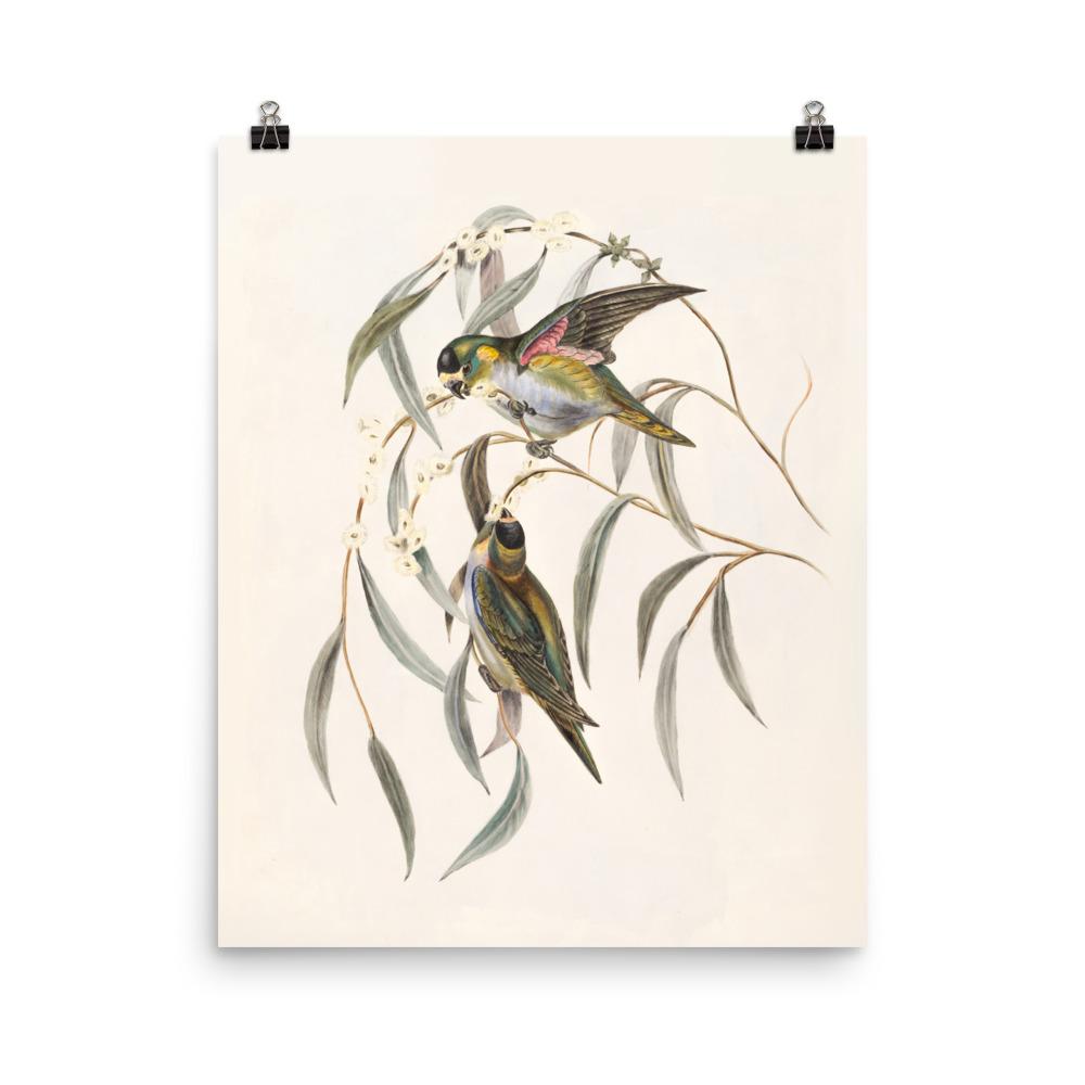 Poster - Wellensittich 20x25 cm artlia