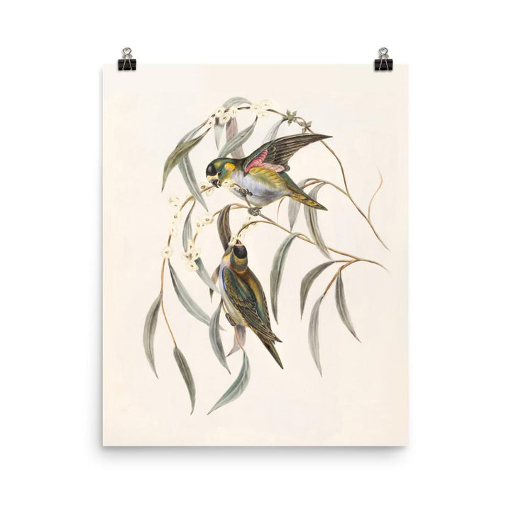 Poster - Wellensittich 20x25 cm artlia