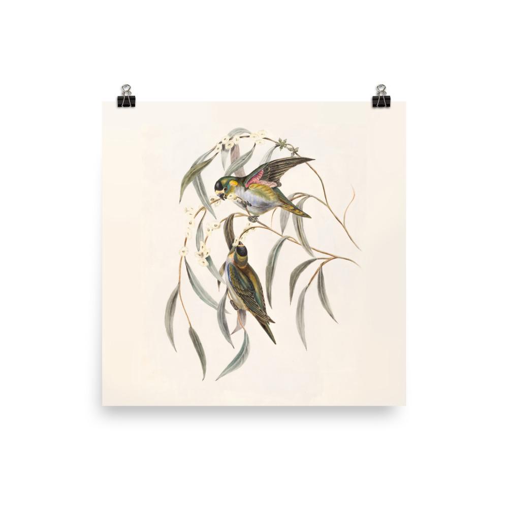 Poster - Wellensittich 25x25 cm artlia