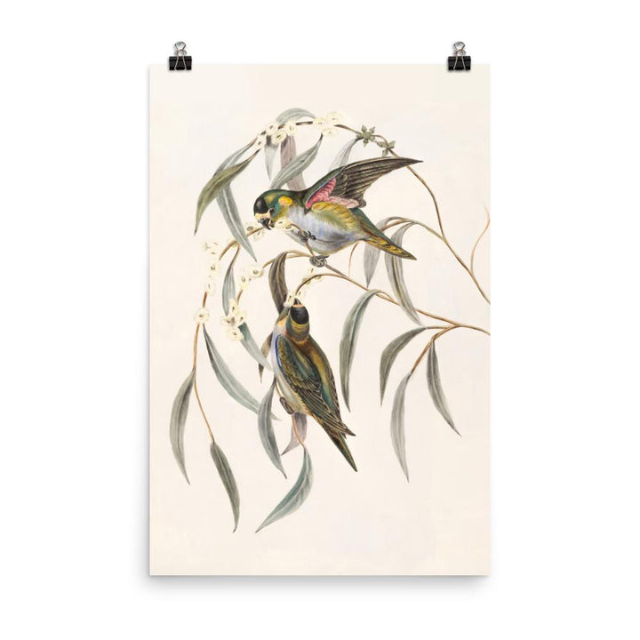Poster - Wellensittich 61x91 cm artlia