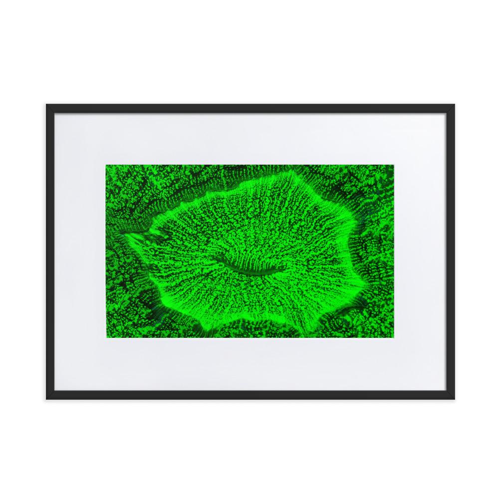 Wulstkoralle - Poster im Rahmen mit Passepartout schwarz / 50×70 cm artlia