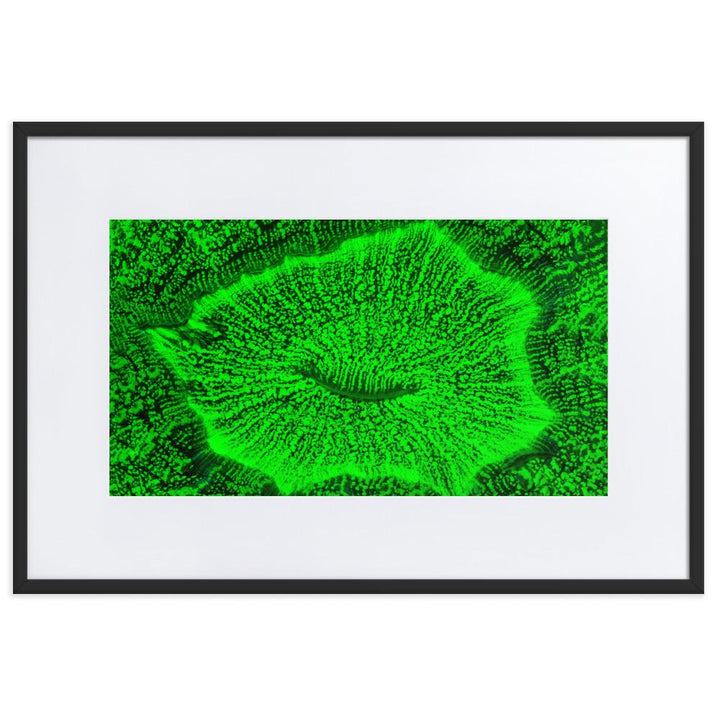 Wulstkoralle - Poster im Rahmen mit Passepartout schwarz / 61×91 cm artlia