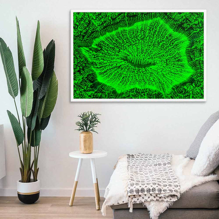 Wulstkoralle - Poster im Rahmen artlia