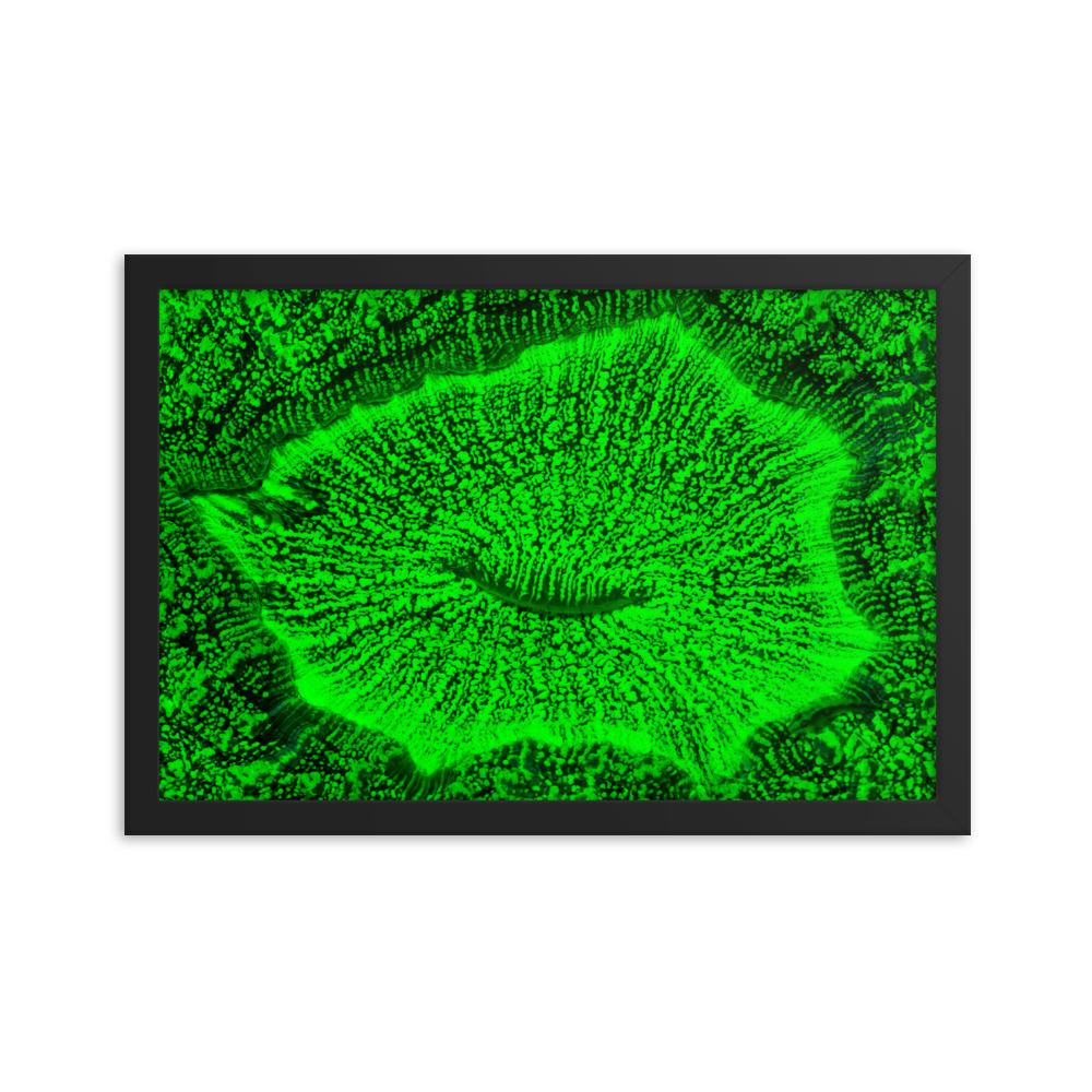 Wulstkoralle - Poster im Rahmen schwarz / 30x45 cm artlia