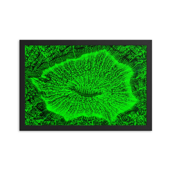 Wulstkoralle - Poster im Rahmen schwarz / 30x45 cm artlia