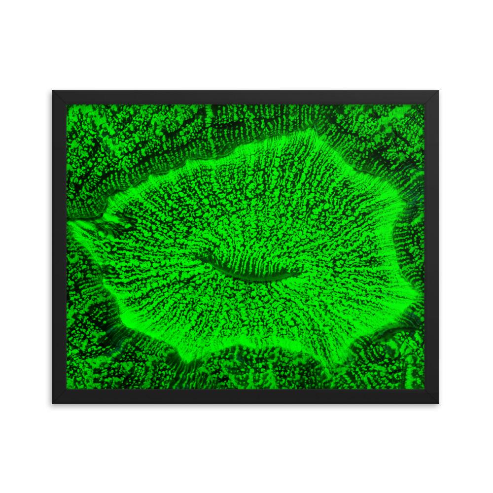 Wulstkoralle - Poster im Rahmen schwarz / 41x51 cm artlia