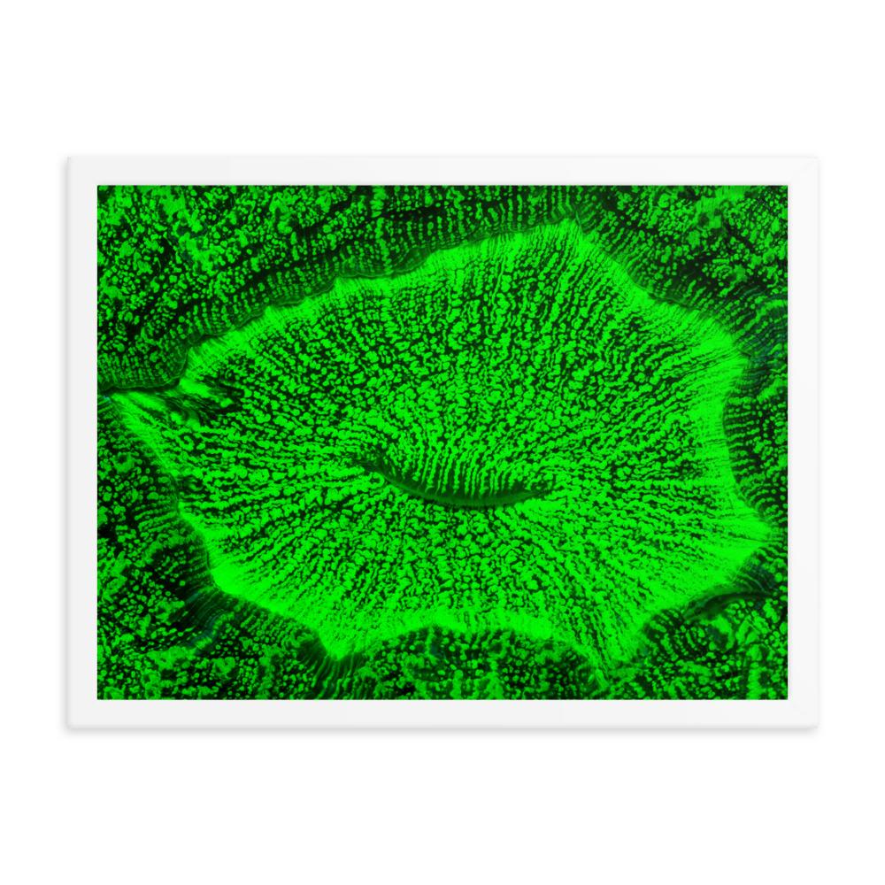Wulstkoralle - Poster im Rahmen weiß / 30x41 cm artlia