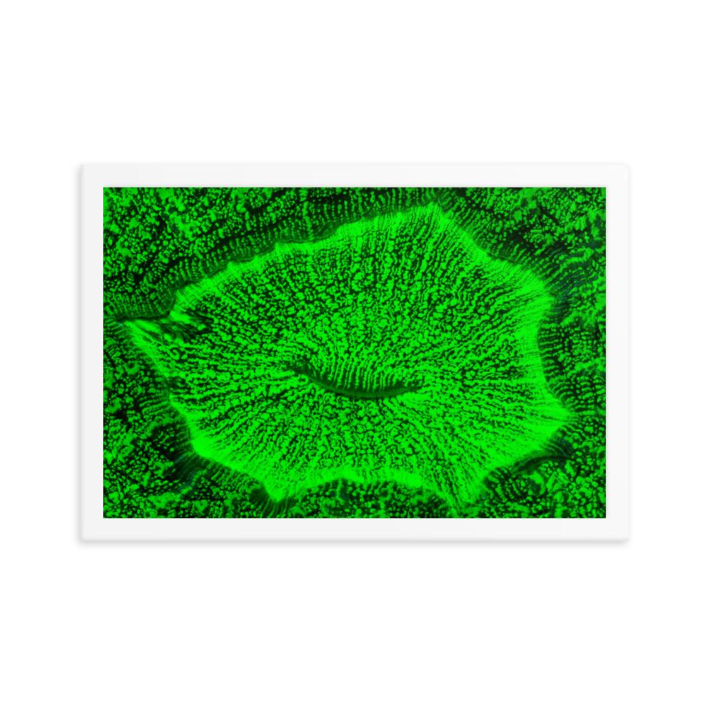 Wulstkoralle - Poster im Rahmen weiß / 30x45 cm artlia