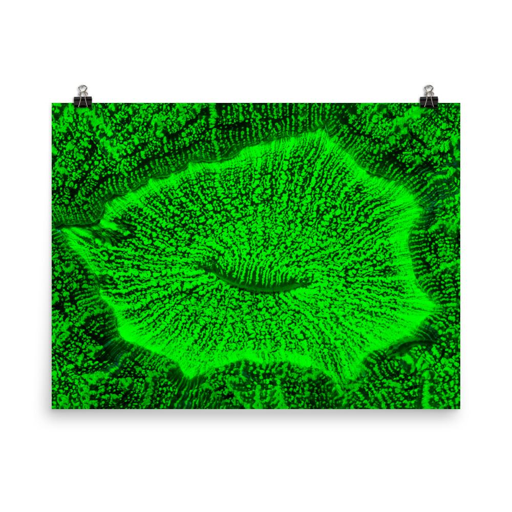 Poster - Wulstkoralle 30x41 cm artlia