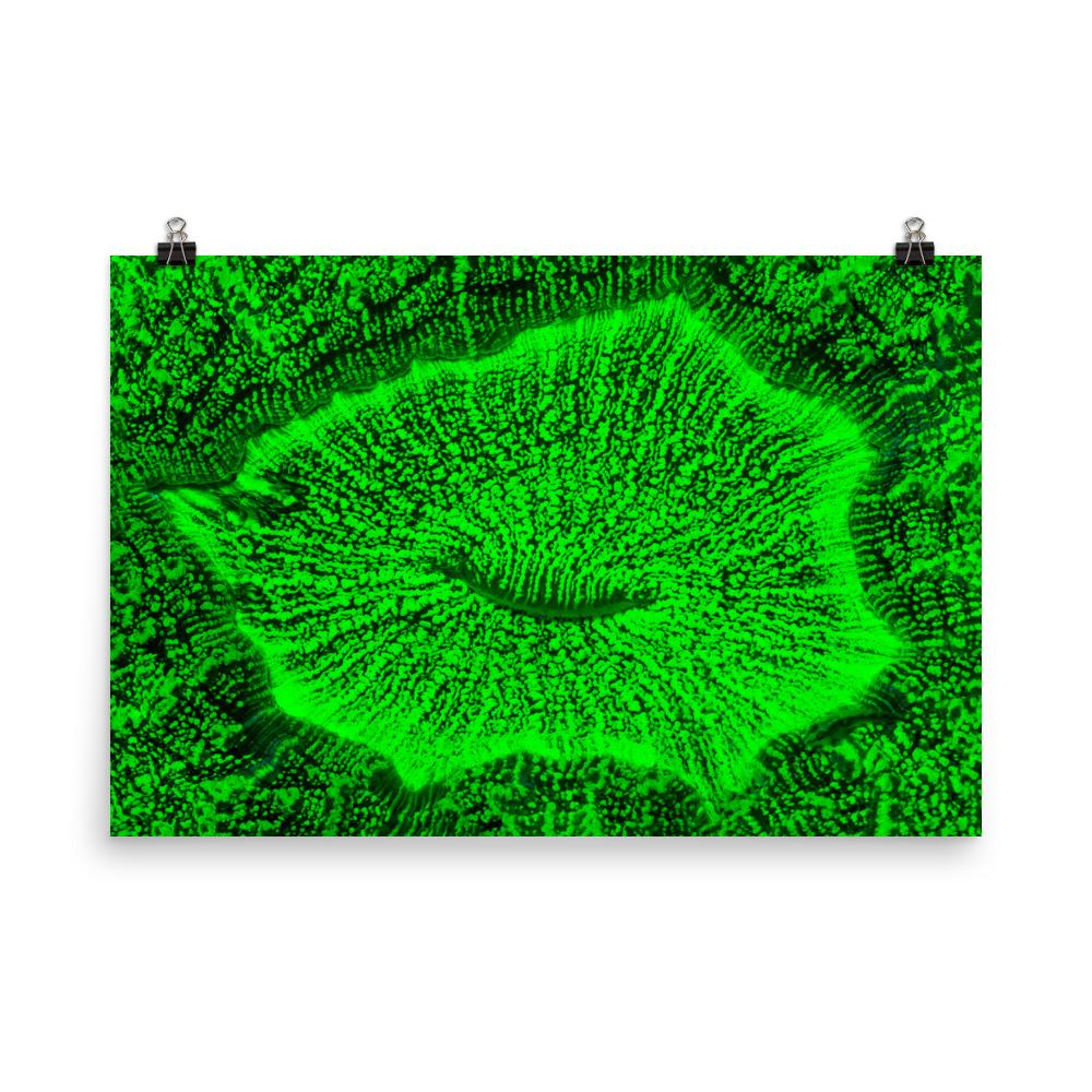 Poster - Wulstkoralle 30x45 cm artlia