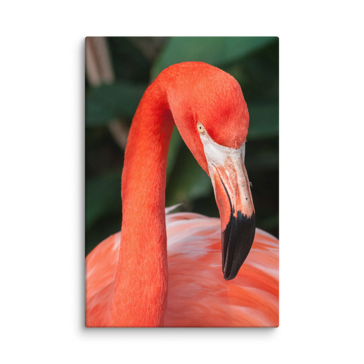 Leinwand - Flamingo, Phoenicopterus Ruber