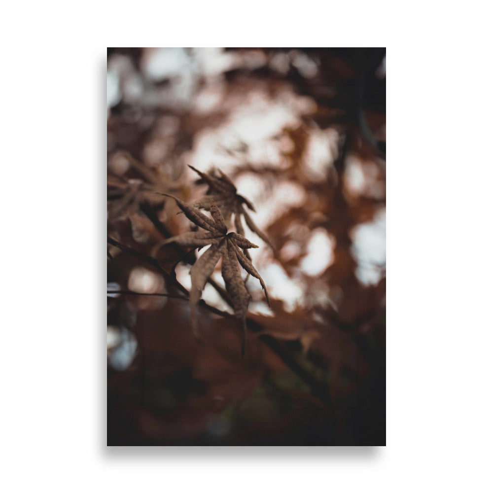 Affiche - Feuilles d'automne - un moment dans la nature