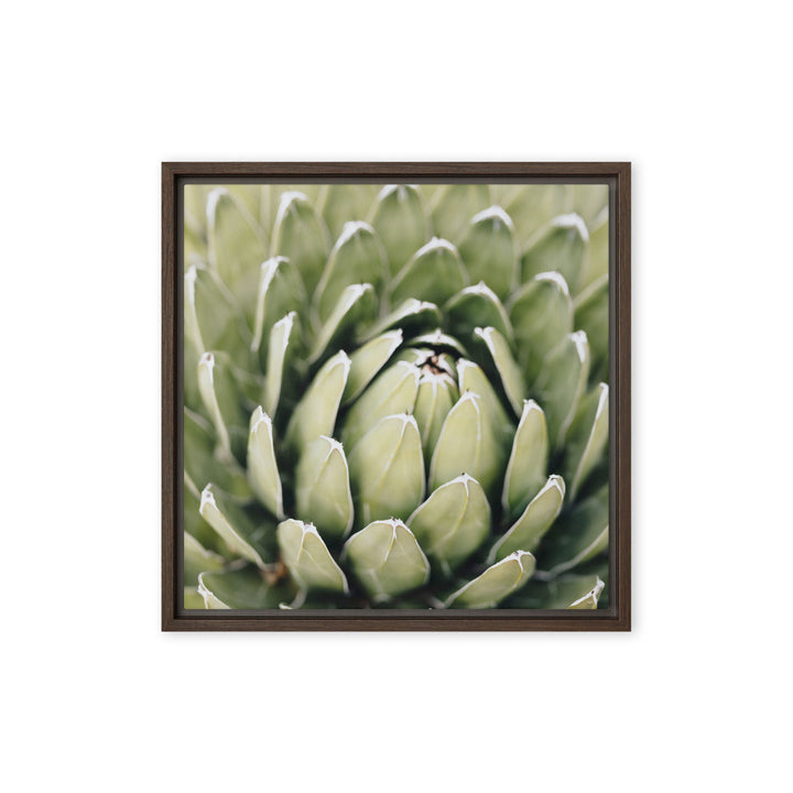 Leinwand - Cactus Flower II Kuratoren von artlia Braun / 41x41 cm (16″×16″) artlia