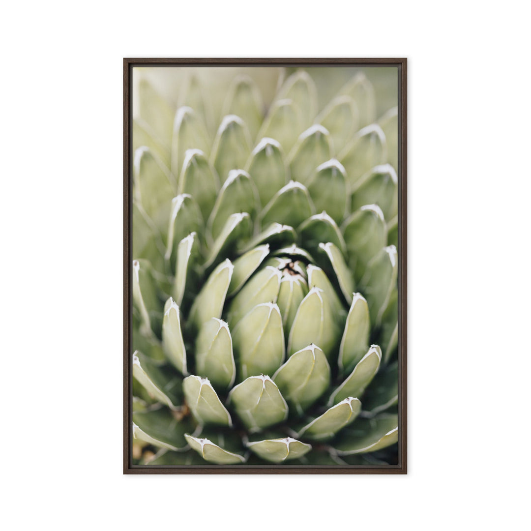 Leinwand - Cactus Flower II Kuratoren von artlia Braun / 61x91 cm (24″×36″) artlia