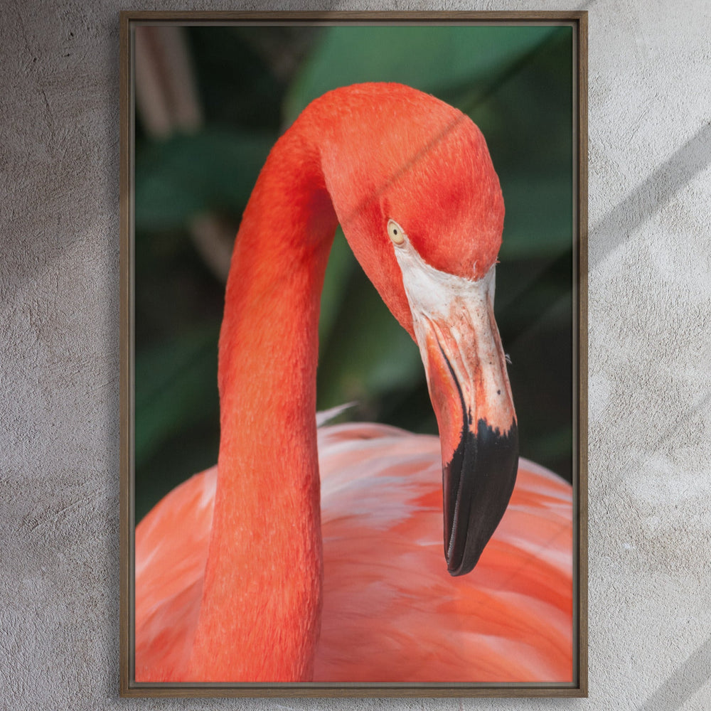 Leinwand - Flamingo, Phoenicopterus Ruber Kuratoren von artlia artlia