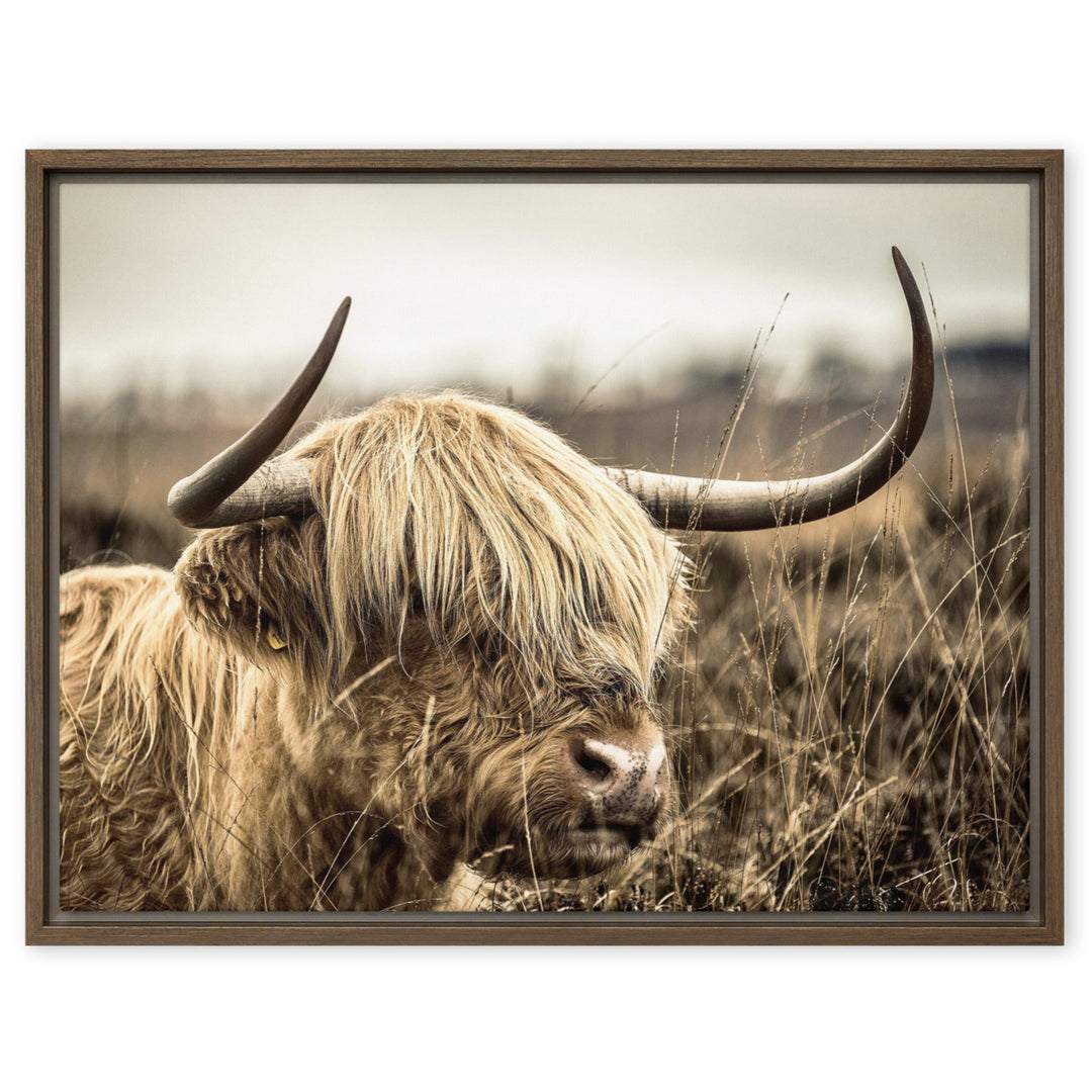 Leinwand - Highland Cattle Retro Kuratoren von artlia Braun / 46x61 cm (18″×24″) artlia