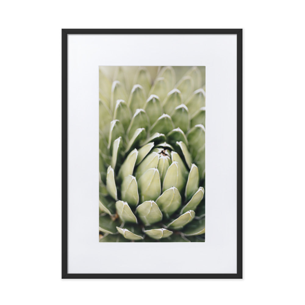 Poster mit Passepartout - Cactus Flower II Kuratoren von artlia Schwarz / 50×70 cm artlia