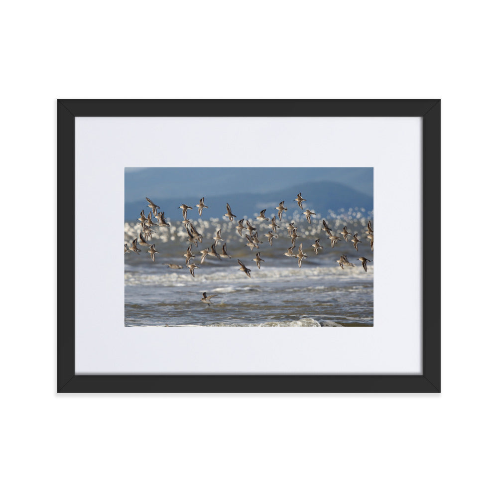 Poster mit Passepartout - Shorebirds Young Han Song Schwarz / 30×40 cm artlia