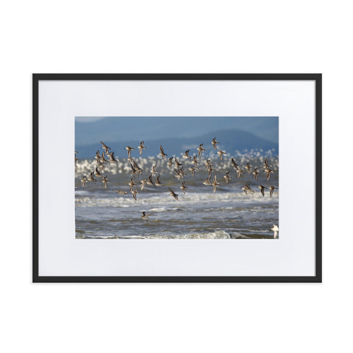 Poster mit Passepartout - Shorebirds Young Han Song Schwarz / 50×70 cm artlia