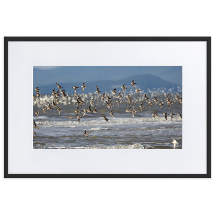 Poster mit Passepartout - Shorebirds Young Han Song Schwarz / 61×91 cm artlia