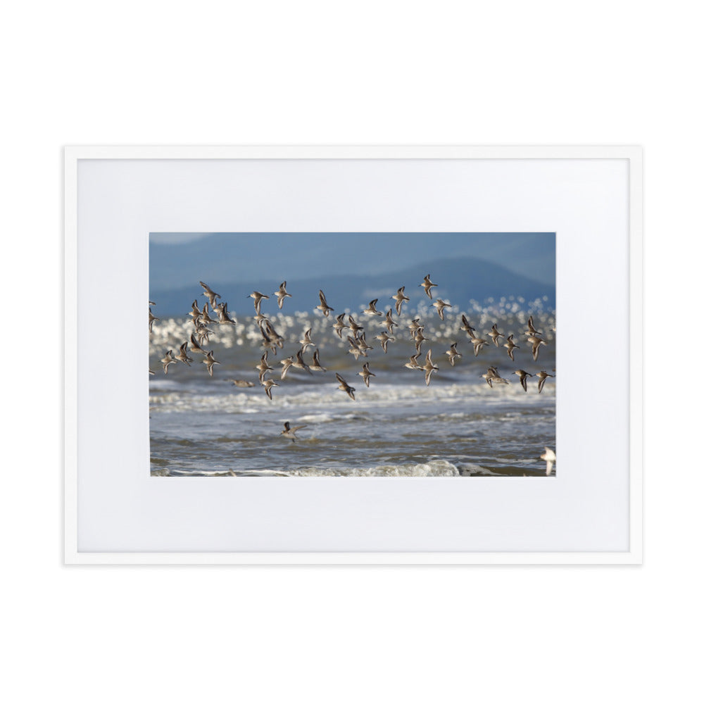 Poster mit Passepartout - Shorebirds Young Han Song Weiß / 50×70 cm artlia