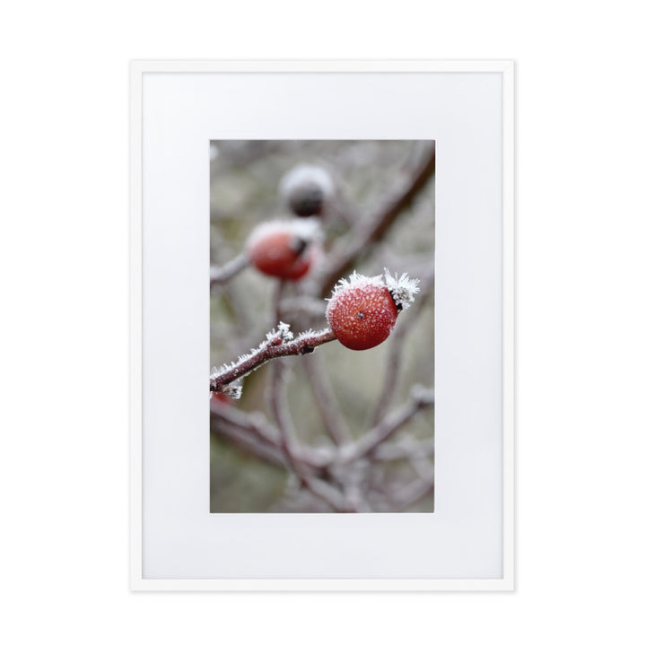 Poster mit Passepartout - Winterbeeren II Kuratoren von artlia Weiß / 50×70 cm artlia