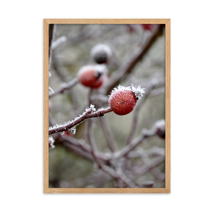 Poster - Winterbeeren II Kuratoren von artlia Oak / 50×70 cm artlia